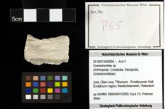 Foto (Objekt + Etiketten) von Goniodromites sp. 